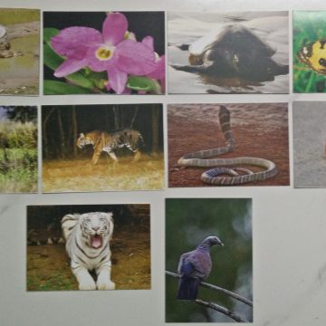 Naturepex-2016 - set of 10 cards Maxi Cards