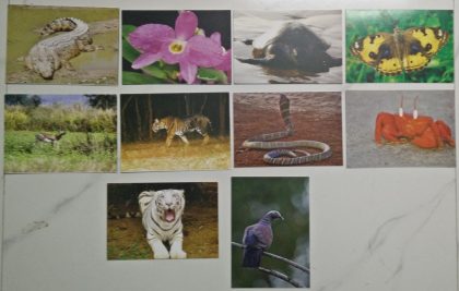 Naturepex-2016 - set of 10 cards Maxi Cards
