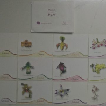 Orchids Maxi Cards