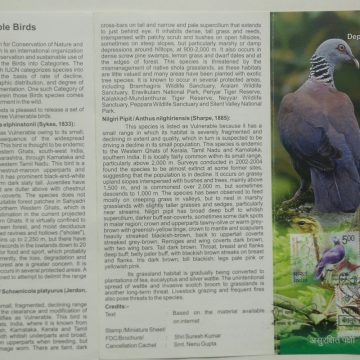Vulnerable Birds (Set of 3)  (SBR)