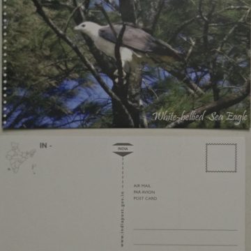 White-bellied Sea Eagle Maxi Cards