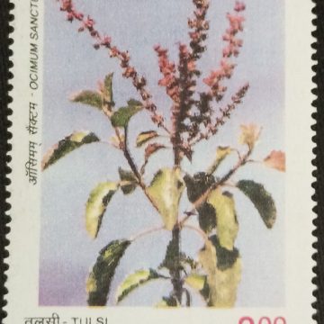 Indian Medicinal Plants Tulsi_Cut Setenant