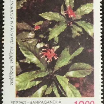 Indian Medicinal Plants Sarpagandha_Cut Setenant