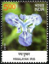Wild Flowers of India Humalayan Iris_Cut Setenant