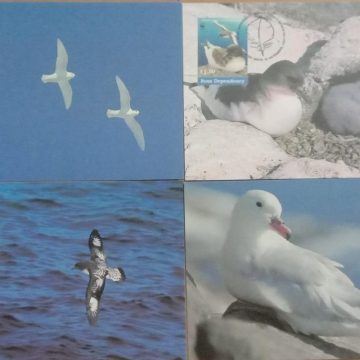 World Wide Fund For Nature Southern Fulmar  Set of 4 (Maxim Card)