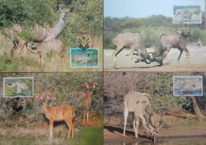 World Wide Fund For Nature  Greater Kudu Set of 4 (Maxim Card)