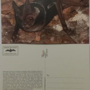 Wroughton' S Free -Tailed Bats Maxi Card