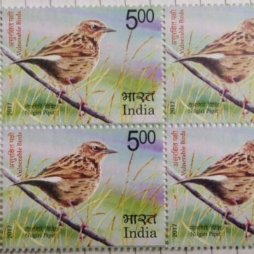 Vulnerable Birds. Nilgiri pipit  (Block of 4 TL Stamp)